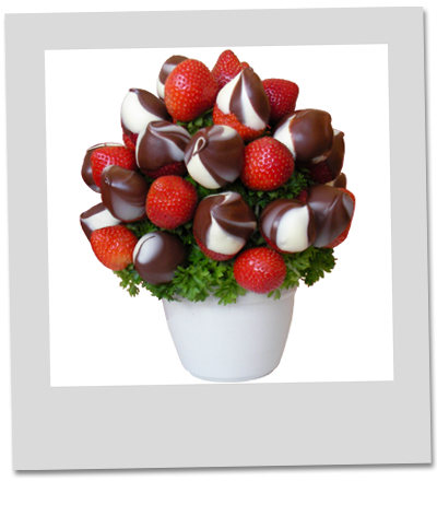 Swissle Berry Swissle Berry